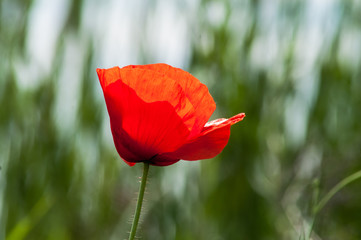 Field wild poppy
