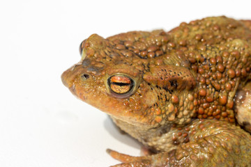 Erdkröte, Seitenansucht