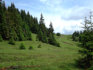 coniferous forest on a steep mountain slope