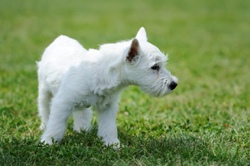 White baby dog in green grass