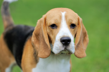 Close Beagle dog