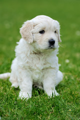 White baby dog in green grass
