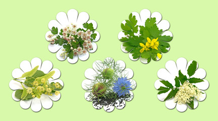 Heilpflanzen, Collage, Naturheilkunde