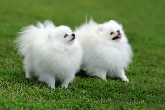 White Pomeranian dog