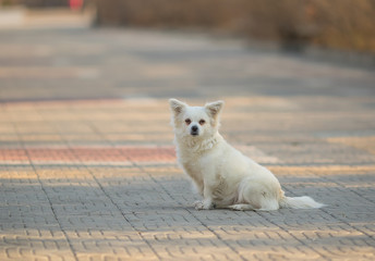 Photo of Cute Tiny Dog Sitting on a Brick Ground. Portrait of Small White Dog Looking at Camera