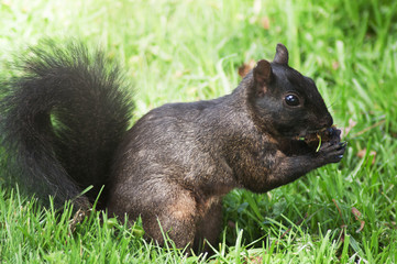 Squirrel eats nuts