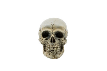 Skull human isolated on white background