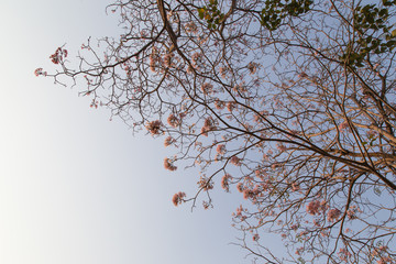 Beautiful blooming pink flower of Tabebuia heterophylla. (Trumpet Tree )

