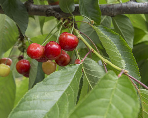 cherries isolated, leaf, colors, bowl