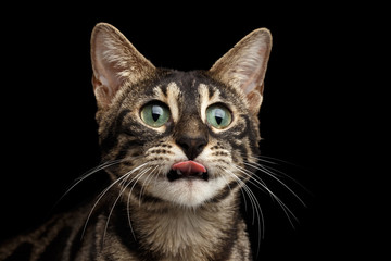 Naklejka na ściany i meble Closeup Portrait of Funny Licked Bengal Cat isolated on Black Background