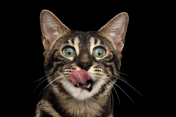 Obraz premium Closeup Portrait of Funny Licked Bengal Cat isolated on Black Background