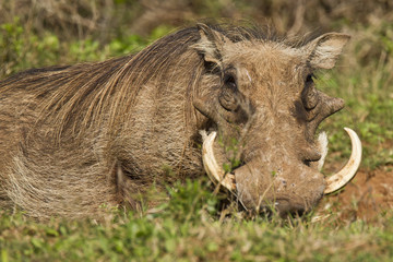 Large warthog lying in long grass