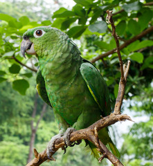 green parrot