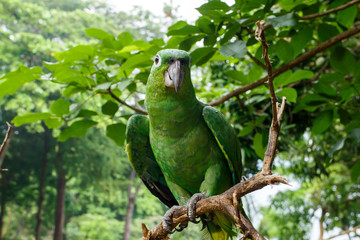 parrot on natural habitat. Green concept
