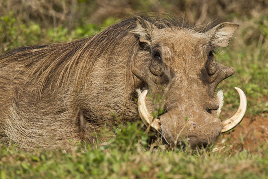 Large warthog lying in long grass