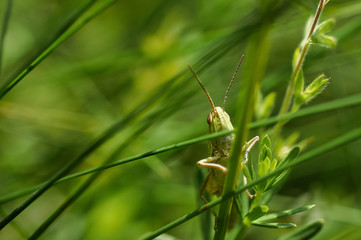 The green grasshopper sits on a grass.