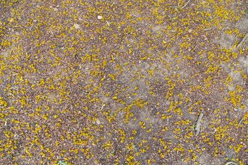 Flower falling on the floor in summer season.

