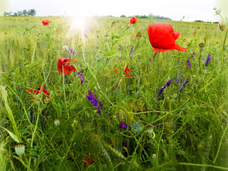 poppies field in rays sun
