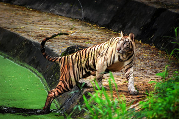 Fototapeta na wymiar White Tiger Walking Out Of Water in Indian Tiger Reserves. The white tiger in in sharp focus and no human or any animal is in the picture.
