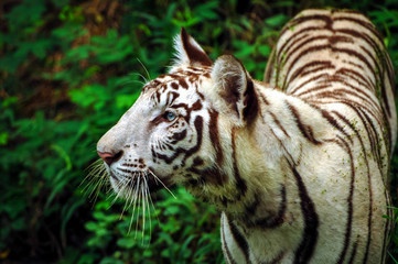 Portrait of Young White Tiger in an Indian Tiger Reserves. The tiger has beautiful blue eyes and it was watching something. The tiger in sharp focus and not looking at the camera.