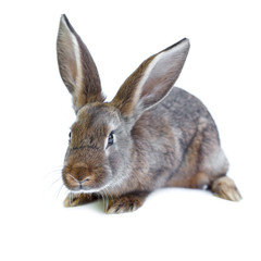 Young european brown rabbit on white background