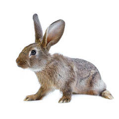 Obraz premium Young european brown rabbit on white background