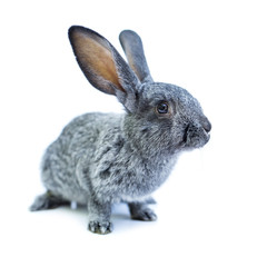 Young european grey rabbit on white background
