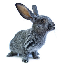 Young european grey rabbit on white background