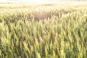 Field of ripe wheat or rye in sunset beams