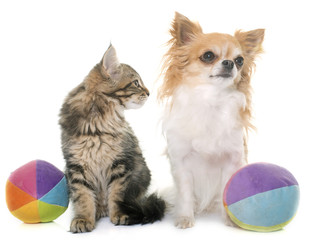maine coon kitten and chihuahua