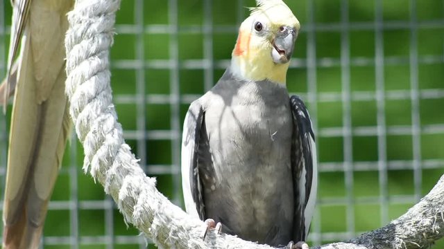 Vid&eacute;o nature
