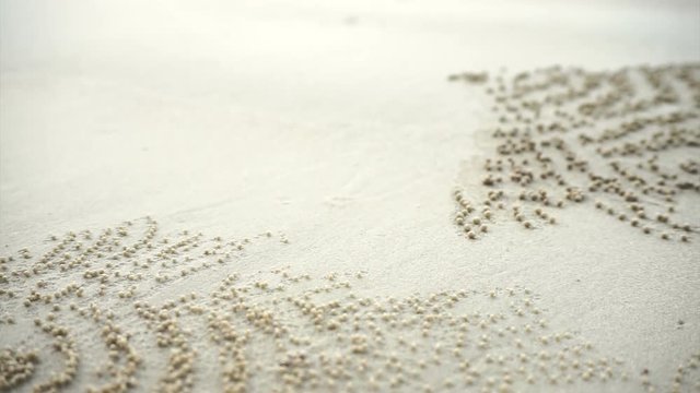 Ocypode, sand bubbler crab hole perfect spread pattern at white sand tropical beach