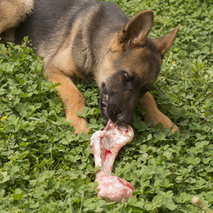 German shepherd puppy with bone
