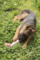 German shepherd puppy with bone