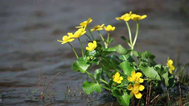 marigold primroses by the river close to