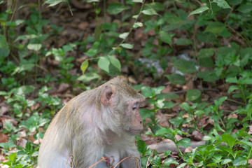 Monkey live in nature