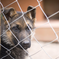 Puppy german shepherd dog