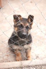 Puppy german shepherd dog
