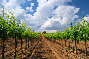Fototapeta na wymiar Viticulture: grape vineyard orchard field, Pannonhalma Wine Region in Hungary