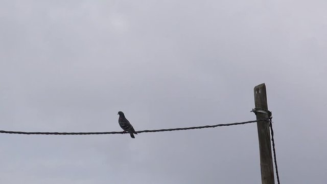 Pigeon on telephone wire, birds in urban environment