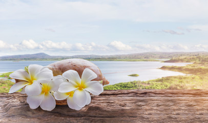 Focused at white yellow flowers plumeria or frangipani bunch in sea conch shell on timber or log wood table with lake or reservoir background