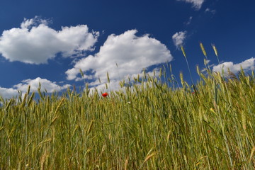 pole - pszenżyto © robert6666