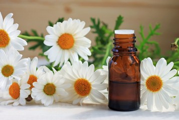 Chamomile tincture essential oil in cosmetic bottle. Fresh chamomile flowers. Herbal skincare benefits. Botanical beauty care product. 