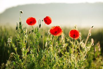Flowers red poppies blooming in field in the rays of sunrise
