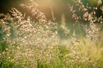 Fresh summer field at dawn sunlight, nature background