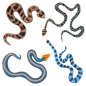 Vector colorful tropical snakes collection set top.