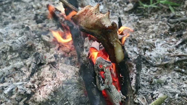 Bonfire burns in the summer forest
