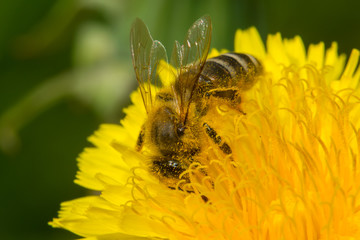 Bee on yellow flower collects nectar