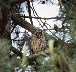 Waldohreule (Asio otus),