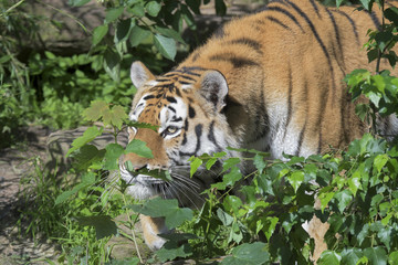 Tiger lauert
